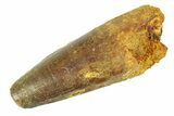 Real Fossil Spinosaurus Tooth - Feeding Worn Tip #346766-1